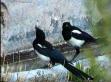 20060327145532-urracas2.jpg