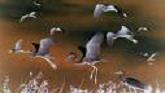 20080615080903-garzas.jpg